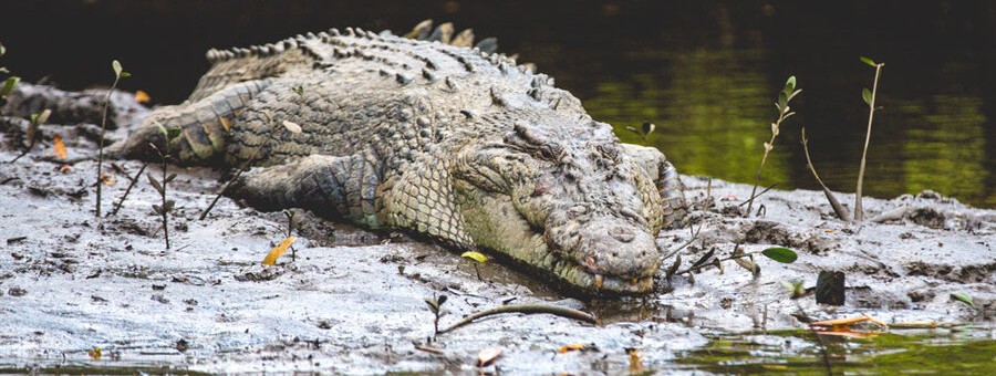 Cape Tribulation Wilderness Cruises