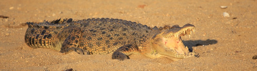 Crocodile Express Greater Daintree Wildlife Cruises