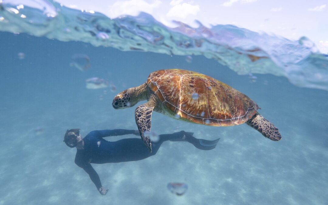 Ocean Safari