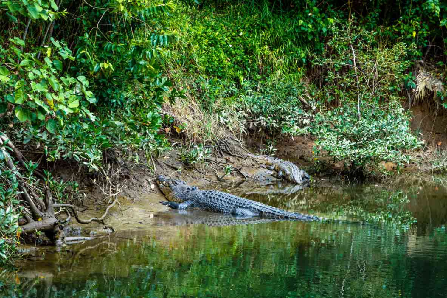 Croc spotting cruise – Tropic Wings