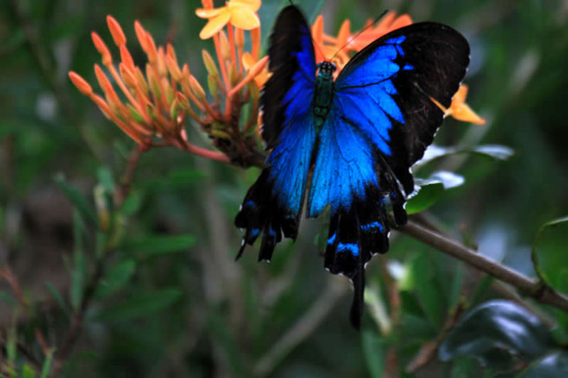 Ulysses butterfly