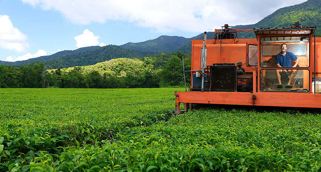 Daintree Tea