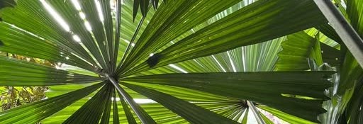 Daintree Fan Palm Farm