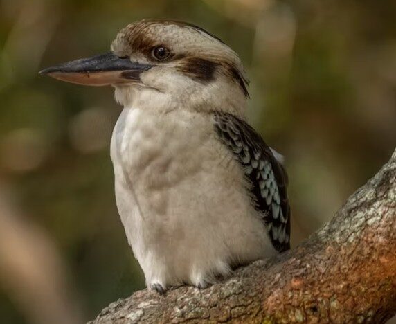 Solar Whisper Kookaburra