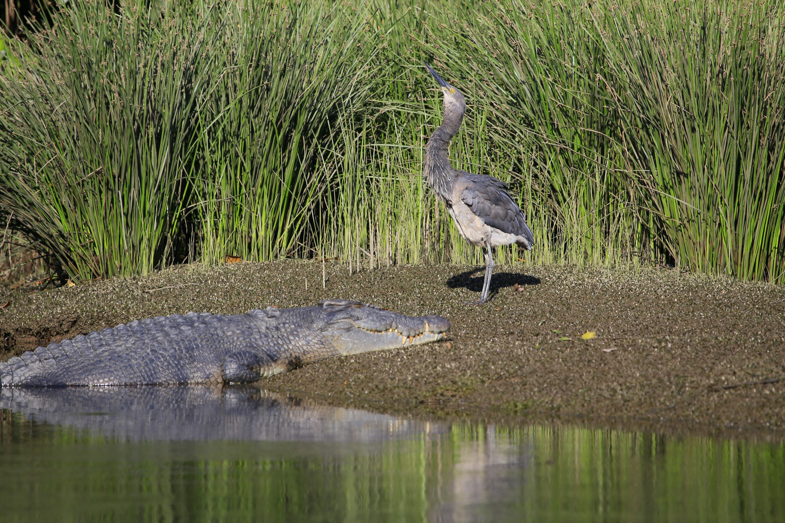 Croc Expres Heron and Croc